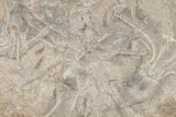 Multiple Fossil Crinoid (Dichocrinus) Plate - Gilmore City, Iowa #216495-1